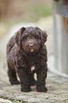 standing Labradoodle Puppy