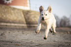 running Labradoodle