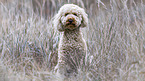 sitting Labradoodle