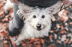 human with Labradoodle