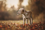 standing Labradoodle