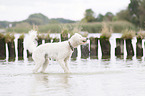 shaking Labradoodle