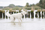 shaking Labradoodle