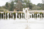 running Labradoodle