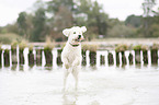 running Labradoodle