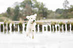 running Labradoodle