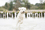 running Labradoodle