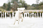 running Labradoodle