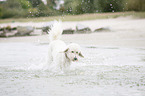 running Labradoodle