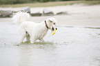 Labradoodle with toy