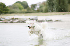 running Labradoodle