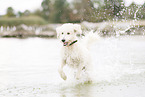 running Labradoodle