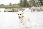 running Labradoodle