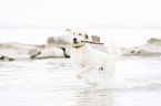 running Labradoodle