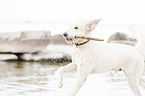 running Labradoodle