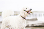 LabradoodlePortrait