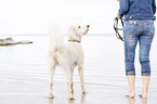 woman and Labradoodle