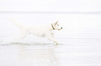 running Labradoodle