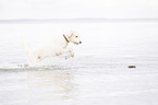 running Labradoodle