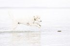 running Labradoodle