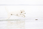 running Labradoodle