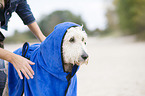 woman and Labradoodle