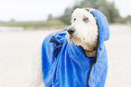 Labradoodle Portrait