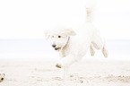 running Labradoodle