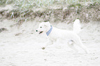 running Labradoodle