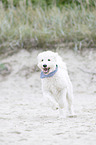 running Labradoodle