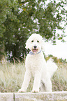 standing Labradoodle