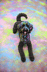 lying Labradoodle