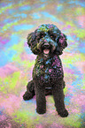 sitting Labradoodle