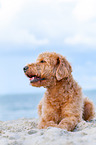 lying Labradoodle