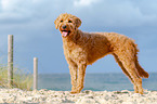 Labradoodle