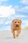walking Labradoodle