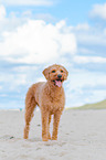 Labradoodle