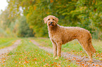 Labradoodle