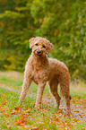 Labradoodle