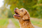 Labradoodle Portrait