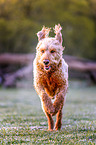 running Labradoodle