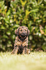 Labradoodle Puppy