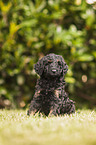 Labradoodle Puppy