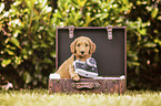 Labradoodle Puppy