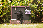 Labradoodle Puppy
