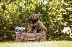 Labradoodle Puppy