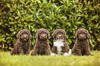 Labradoodle Puppies