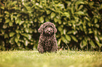 Labradoodle Puppy