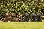 Labradoodle Puppies