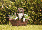 Labradoodle Puppy